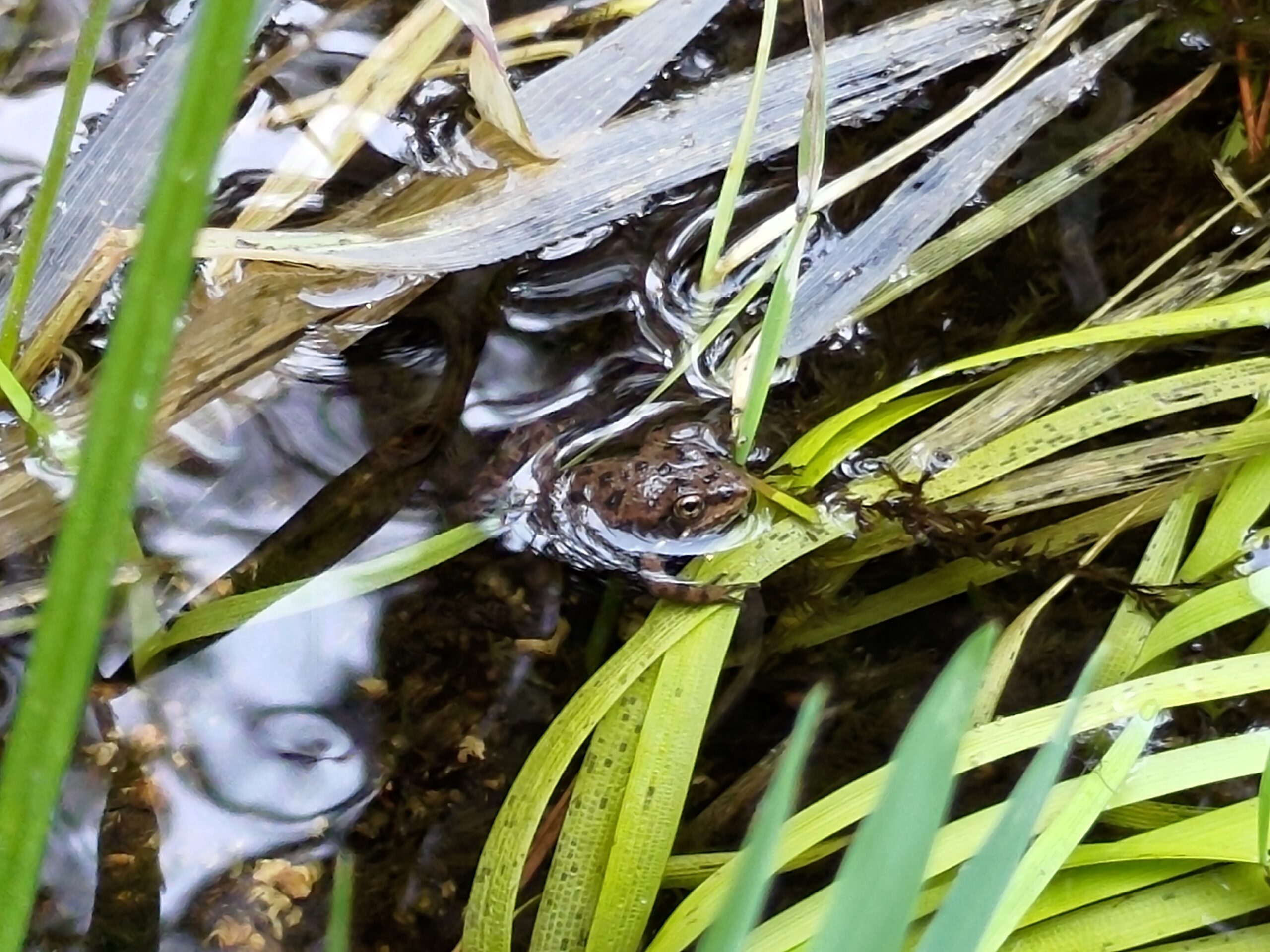 Federal & State Endangered Species Act Consultation & Habitat Conservation Plans