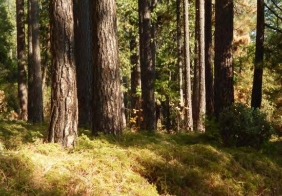 Fuels Reduction & Forest Management